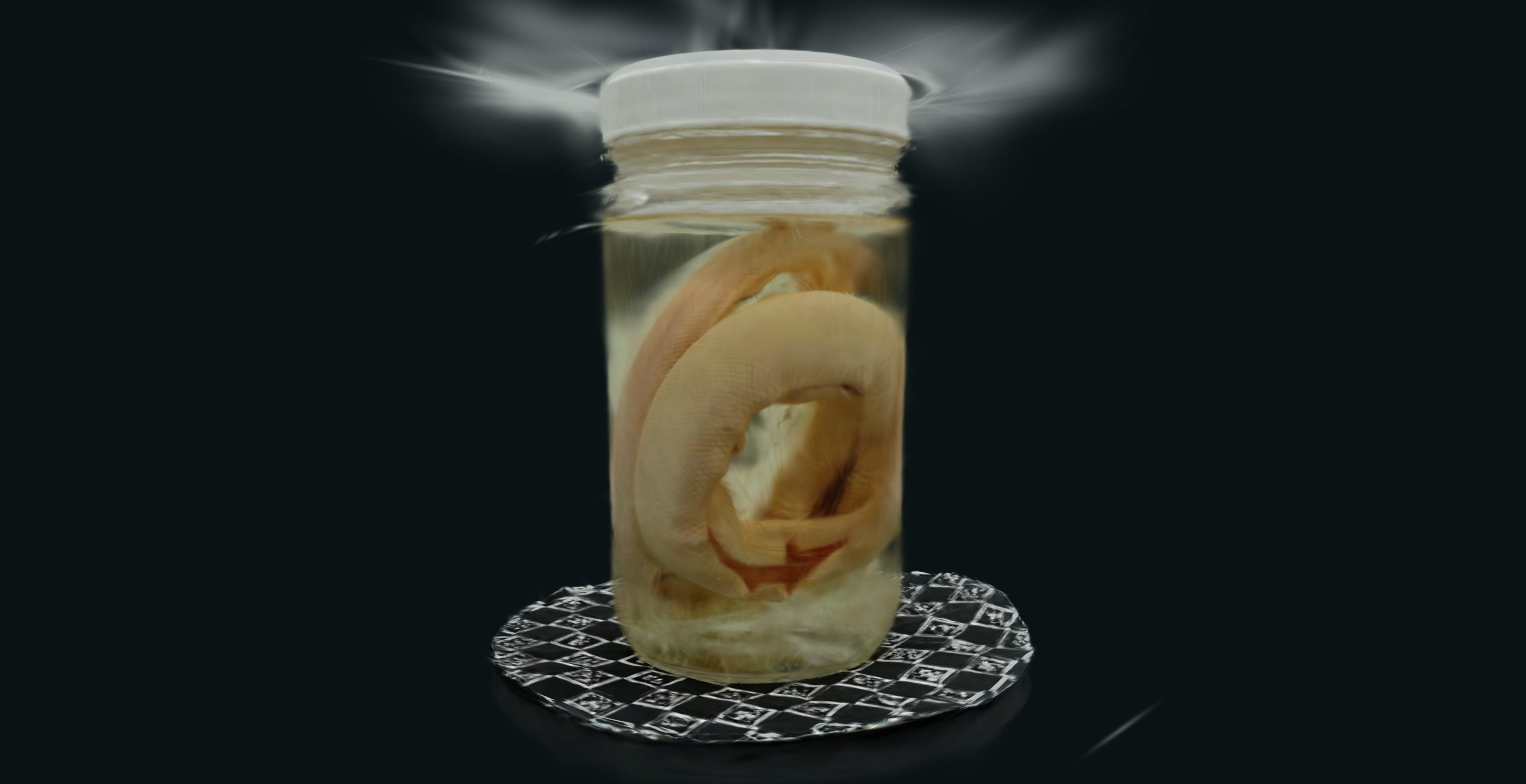 A glass jar holding a pale coiled specimen in clear liquid, on a patterned mat, against black.